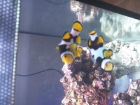 Peculiar picasso clown fish REDUCED STUNNER