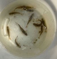 CHILTON AQUATICS. MAKING FISH KEEPING SPECIAL. THE BEST QUALITY OF TROPICAL/COLDWATER AND MARINE FISH IN THE NORTH EAST.
