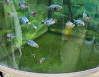 CHILTON AQUATICS. MAKING FISH KEEPING SPECIAL. THE BEST QUALITY OF TROPICAL/COLDWATER AND MARINE FISH IN THE NORTH EAST.