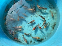 CHILTON AQUATICS. MAKING FISH KEEPING SPECIAL. THE BEST QUALITY OF TROPICAL/COLDWATER AND MARINE FISH IN THE NORTH EAST.
