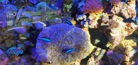 Xl bubble coral for sale