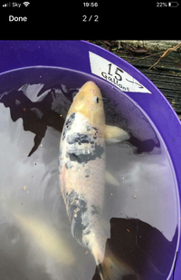 Large female shiro usturi Koi pond fish