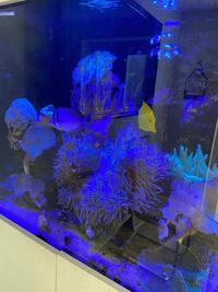 3x2 Marine aquarium full set up