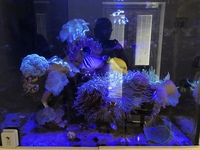 3x2 Marine aquarium full set up