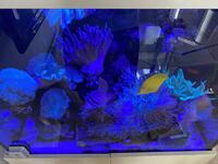 3x2 Marine aquarium full set up