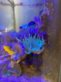 3x2 Marine aquarium full set up