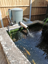 15 Koi for sale including pump, filter and control box