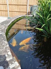 15 Koi for sale including pump, filter and control box