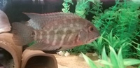 SOLD SOLD SOLD FOR SALE: 4 x Wild Parrot Cichlids Hoplarchus Psittacus £100