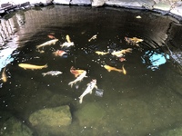 Close in pond down Fish for sale