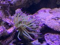 purple tipped sea anemone £10 - Collection from Maidstone