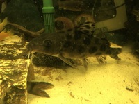 Catfish x 2 11 inch decorus