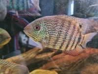 Central & South American Cichlids for sale