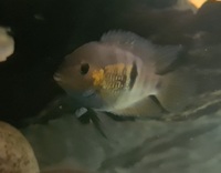 Central & South American Cichlids for sale