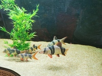 6 xlarge - large clown loaches for sale 10-11inch