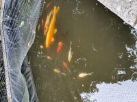 Koi Carp & others for sale Wirral
