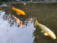 Koi Carp & others for sale Wirral