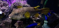 Stars & stripes pufferfish 9” +... WEST LONDON AREA .. ONO