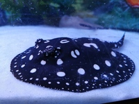 Arowana, BD and Marble Rays for Sale