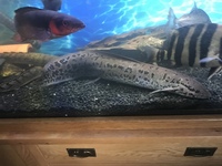 West African Lungfish 50cm