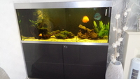 Tropical Fish Tank