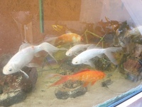 Job lot of 20X 6 - 12 inches Mirror Carp and long fin goldfish £60
