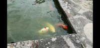 Large koi for sale
