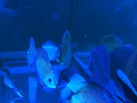 Discus and angel fish £200