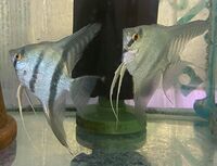CHILTON AQUATICS. WE ARE THE AQUATIC SPECIALISTS. LARGEST RANGE OF FISH AND AQUATIC GOODS IN THE NORTH OF ENGLAND. BEST QUALITY AND BEST PRICES