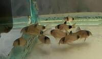 CHILTON AQUATICS. WE ARE THE AQUATIC SPECIALISTS. LARGEST RANGE OF FISH AND AQUATIC GOODS IN THE NORTH OF ENGLAND. BEST QUALITY AND BEST PRICES