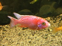 CHILTON AQUATICS. WE ARE THE AQUATIC SPECIALISTS. LARGEST RANGE OF FISH AND AQUATIC GOODS IN THE NORTH OF ENGLAND. BEST QUALITY AND BEST PRICES