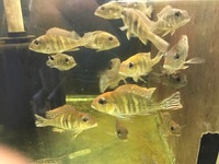 CHILTON AQUATICS. WE ARE THE AQUATIC SPECIALISTS. LARGEST RANGE OF FISH AND AQUATIC GOODS IN THE NORTH OF ENGLAND. BEST QUALITY AND BEST PRICES