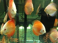 CHILTON AQUATICS. WE ARE THE AQUATIC SPECIALISTS. LARGEST RANGE OF FISH AND AQUATIC GOODS IN THE NORTH OF ENGLAND. BEST QUALITY AND BEST PRICES