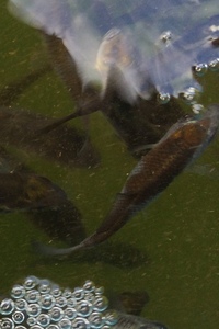 2-3 inch Koi fry available for sale.