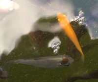 2-3 inch Koi fry available for sale.