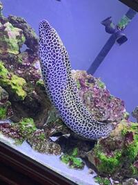 HONEYCOMB MORAY EEL DONATING TO A GOOD HOME
