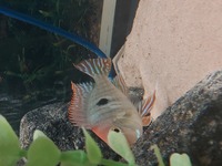 South American cichlids for sale