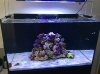 RED SEA REEFER 250