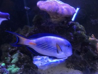 MARINE FISH SOHAL TANG