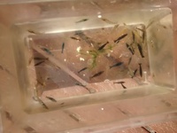 BLUE/RED/YELLOW/MIXED CULLS / CHERRY SHRIMP FOR SALE (NEOCARIDINA)