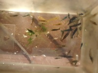 BLUE/RED/YELLOW/MIXED CULLS / CHERRY SHRIMP FOR SALE (NEOCARIDINA)
