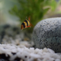 Two clown loaches for sale