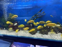 LOTS OF LARGE MALAWI CICHLIDS NEW IN STOCK AT CHILTON AQUATICS