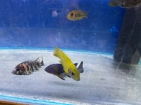 LOTS OF LARGE MALAWI CICHLIDS NEW IN STOCK AT CHILTON AQUATICS