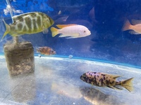 LOTS OF LARGE MALAWI CICHLIDS NEW IN STOCK AT CHILTON AQUATICS