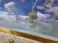 LOTS OF LARGE MALAWI CICHLIDS NEW IN STOCK AT CHILTON AQUATICS