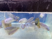 LOTS OF LARGE MALAWI CICHLIDS NEW IN STOCK AT CHILTON AQUATICS