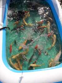 £2500 for over 55 koi, some shubunkins and gold fish. all mixed sizes