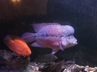 LARGE FISH for sale, Flowerhorn, 3 Oscar Cichlids, Gibbicep Plec