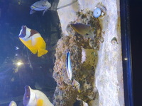 Various fish for sale due to shutting down tank